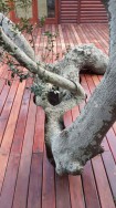 Deck-(1)