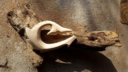 Mauri-Fish-Hooks-(4)