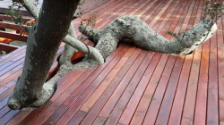 Deck-(2)