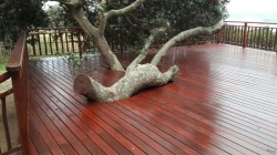 Deck (4)